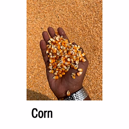corn
