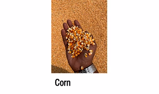 corn