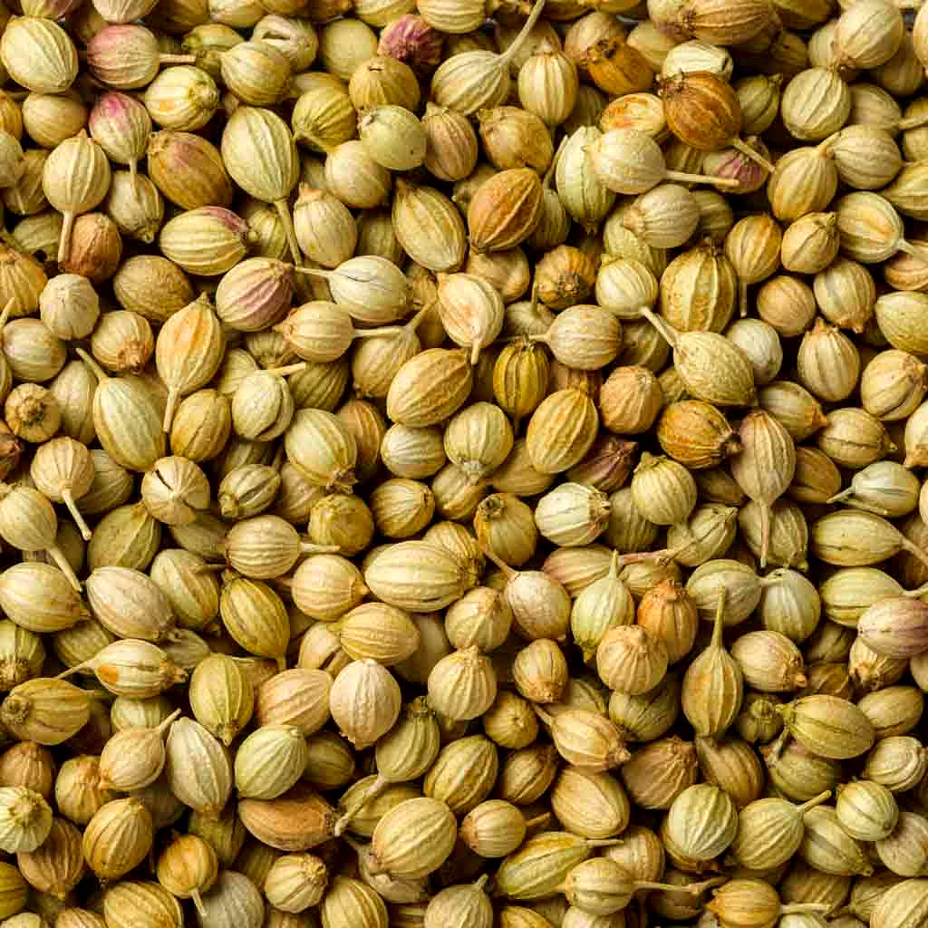Coriander Seeds image 4