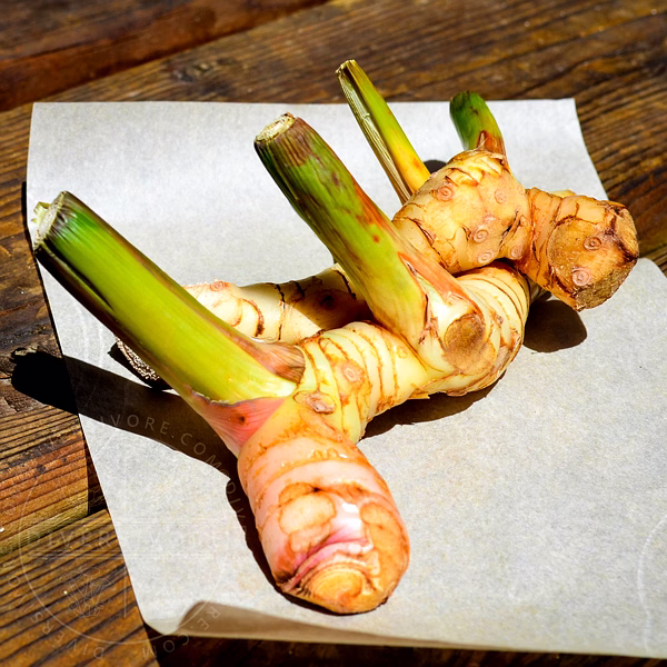 premium whole galangal for culinary creations