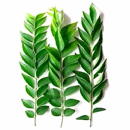 premium dried curry leaves for culinary delights