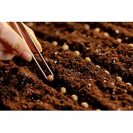 hybrid vegetable seeds