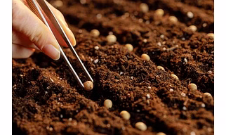 Hybrid Vegetable Seeds