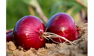 Fresh Vegetables