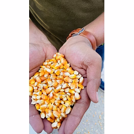 maize/corn (cattle feed,poultry,human consumption)