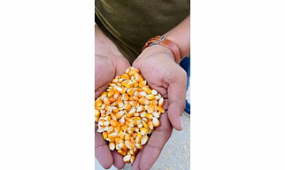 Maize/Corn (Cattle Feed,Poultry,Human consumption)
