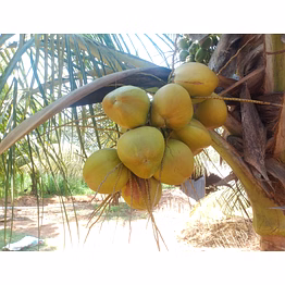 green coconut