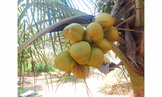 Green Coconut