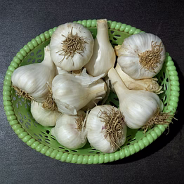 garlic