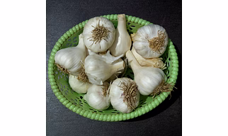 Garlic