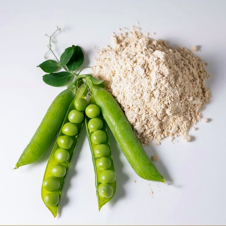 pea protien