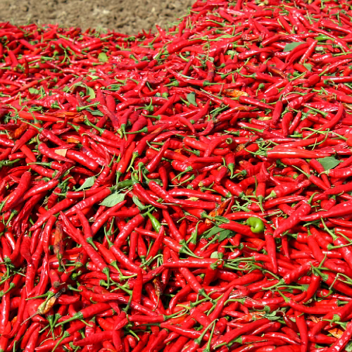 Red Chilli image 3