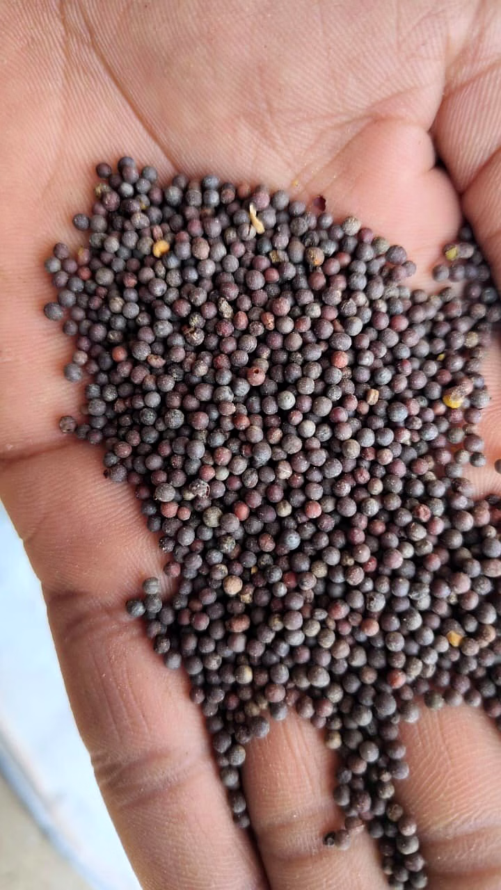 Mustard Seeds image 2