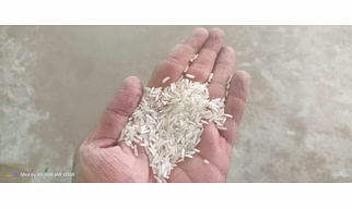 Rice Pusa Basmati