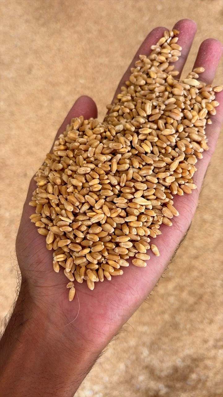 wheat grains