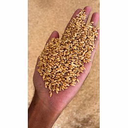 wheat grains