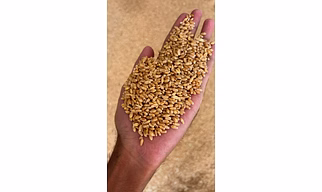 Wheat Grains
