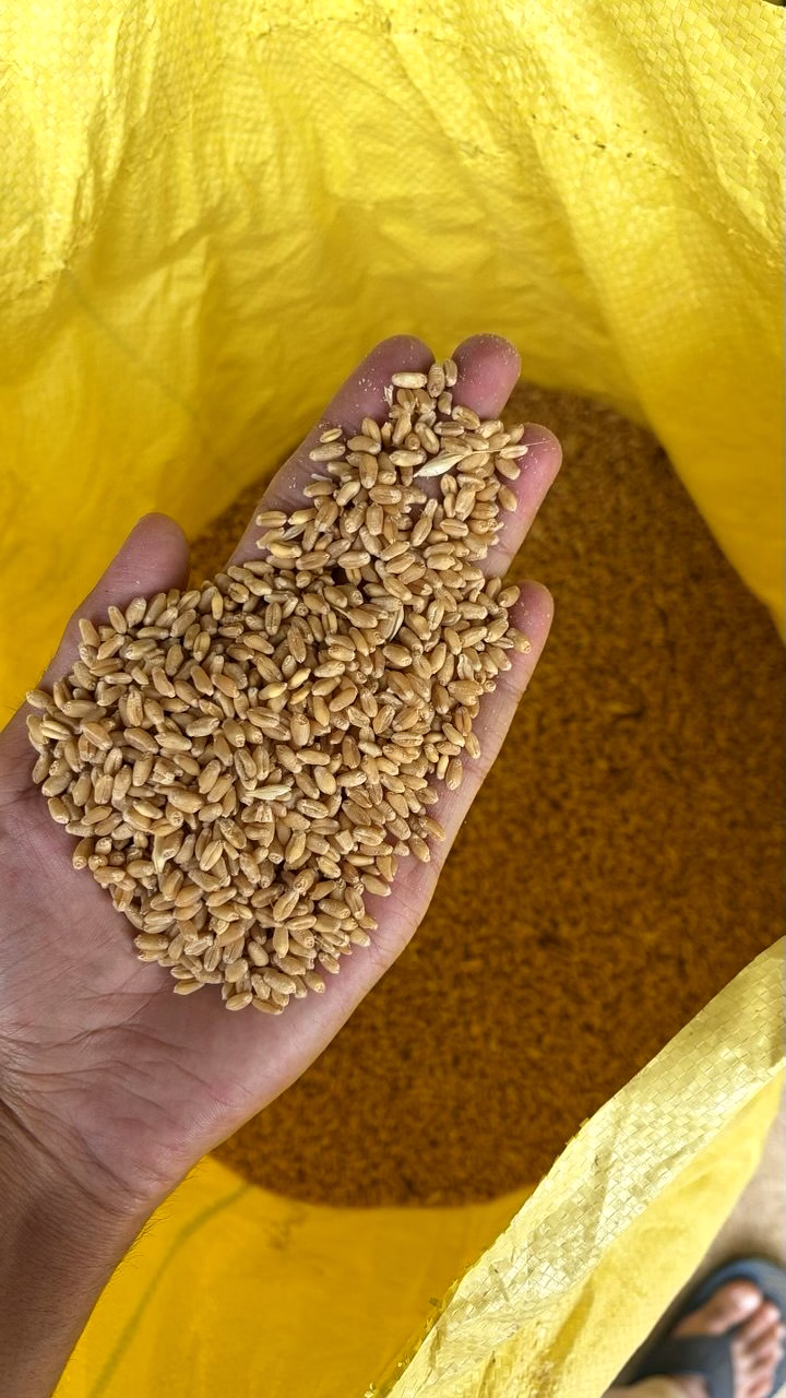 Wheat Grains image 2