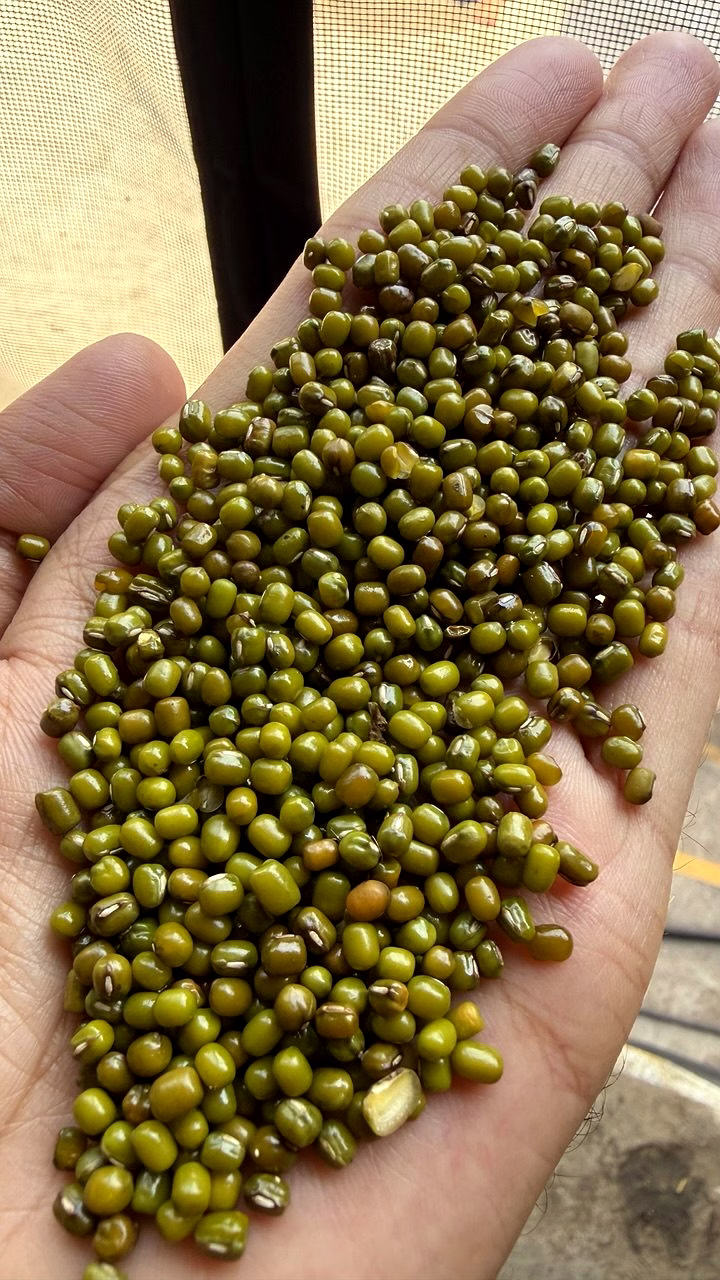 Moong Raw image 1