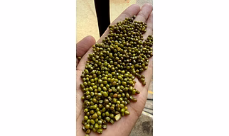 Moong Raw
