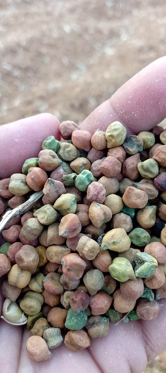 chickpeas raw