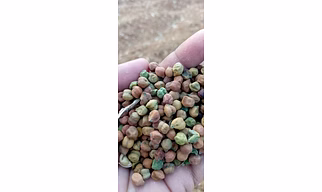 Chickpeas Raw