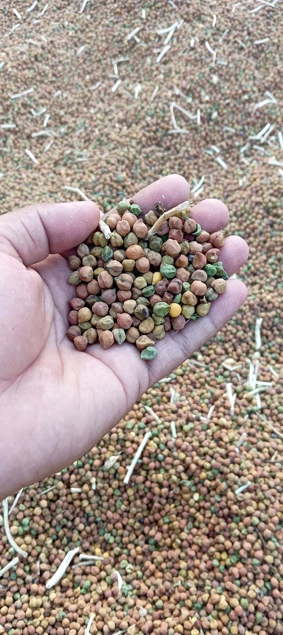 Chickpeas Raw image 2