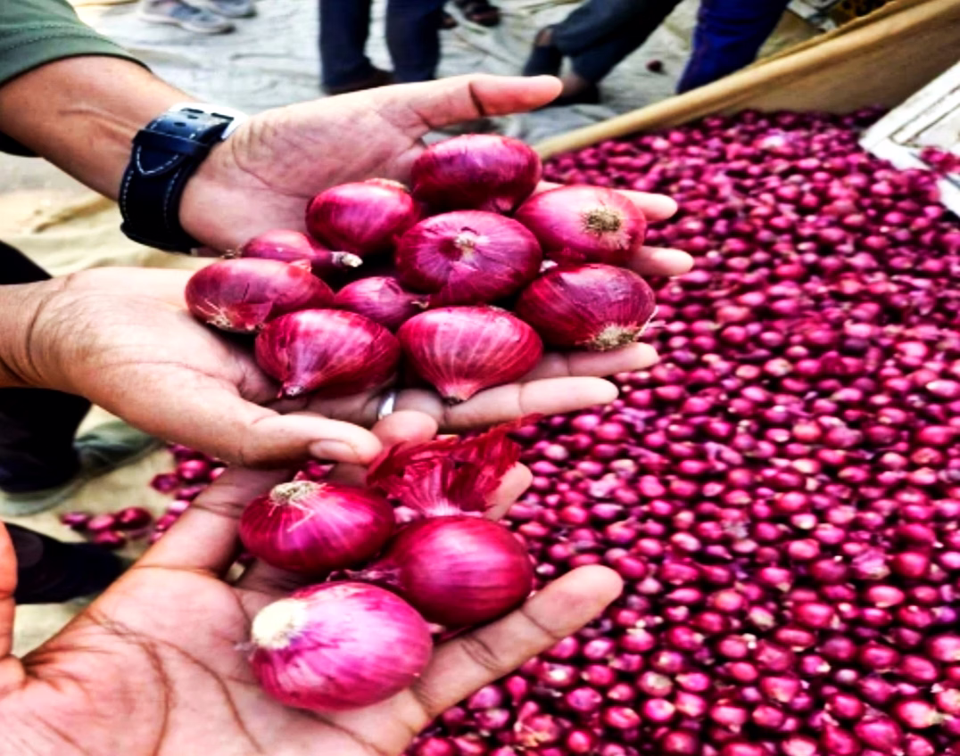 Red Onion image 4