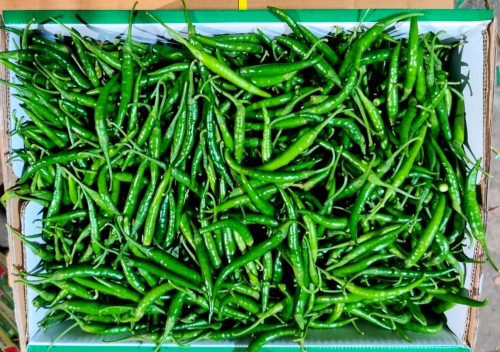 g4 green chilli