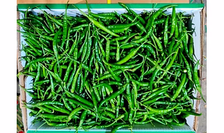 G4 GREEN CHILLI