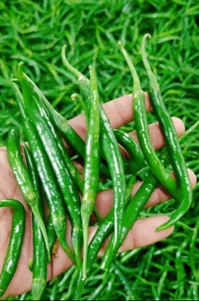 G4 GREEN CHILLI image 4