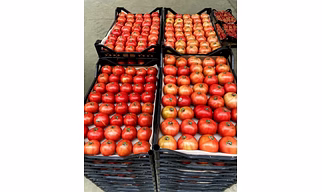 Tomato