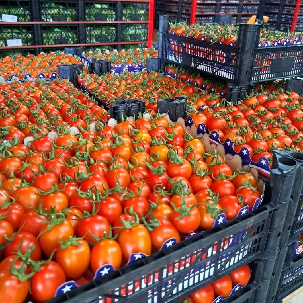 Tomato image 5
