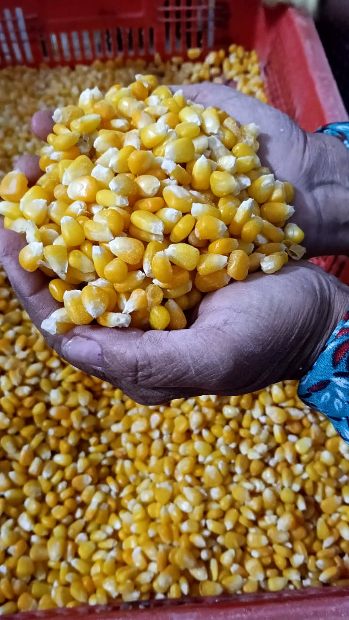 frozen sweet corn kernels