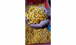 FROZEN SWEET CORN KERNELS