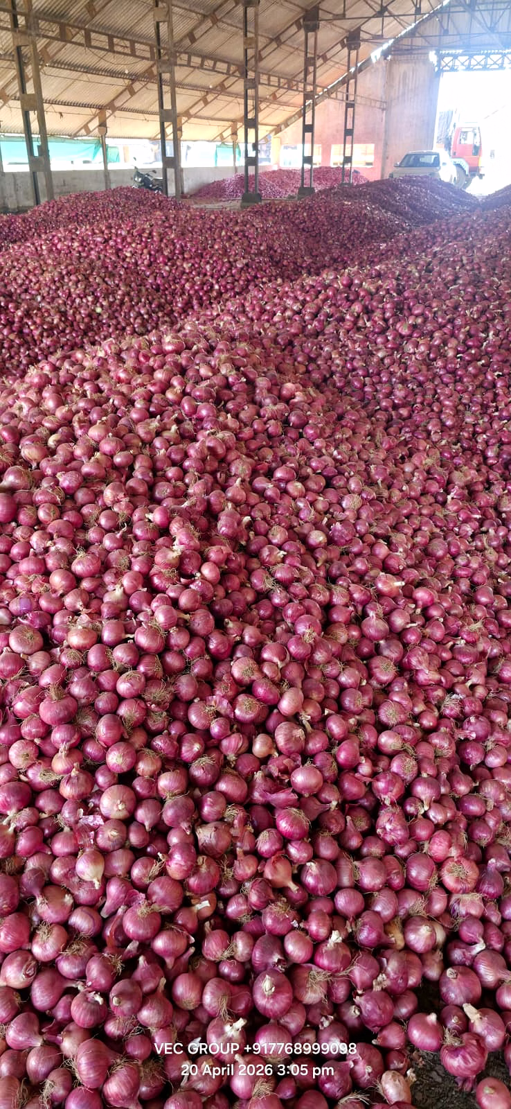 onion