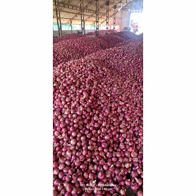 onion
