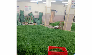 G4 green chillies