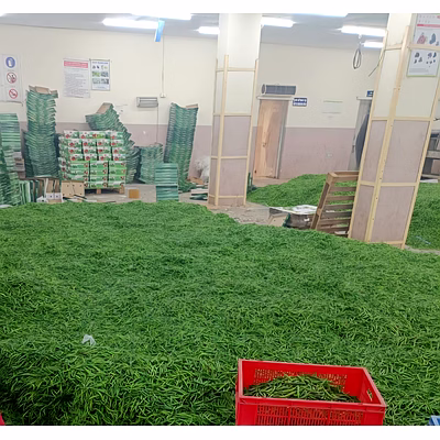 g4 green chillies