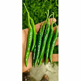 green chilli