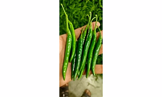 Green Chilli