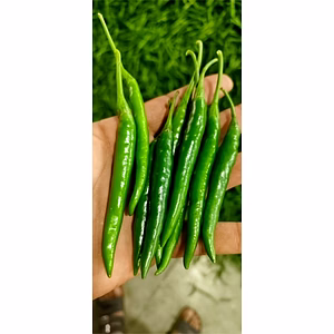 Green Chilli