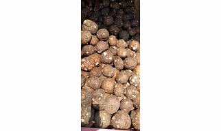 Suran (Elephant Foot Yam)