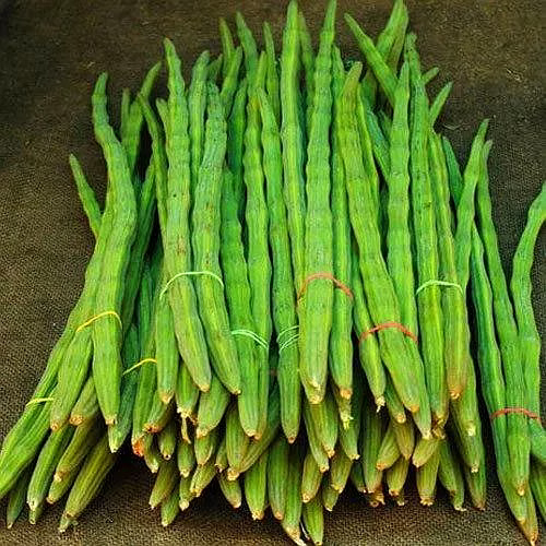moringa drumsticks
