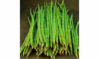 Moringa Drumsticks