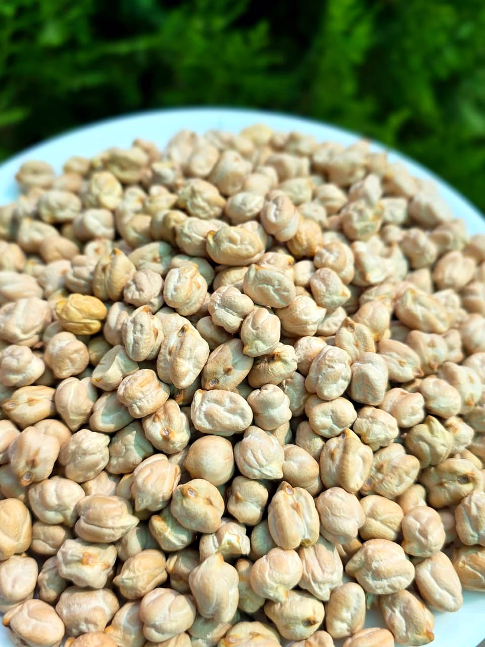 chickpeas (kabuli chana)
