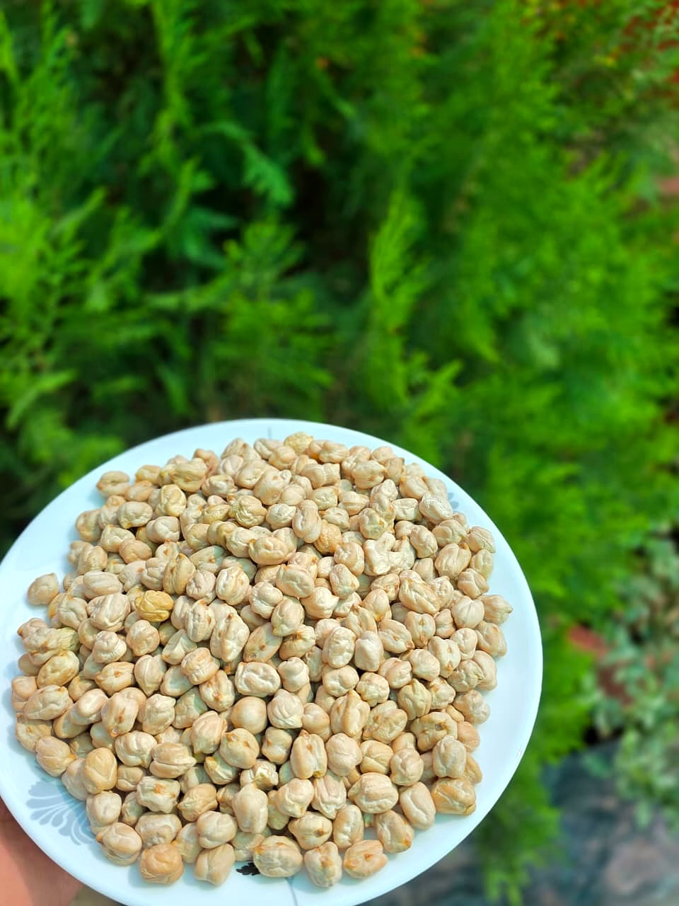 chickpeas (kabuli chana) image 2