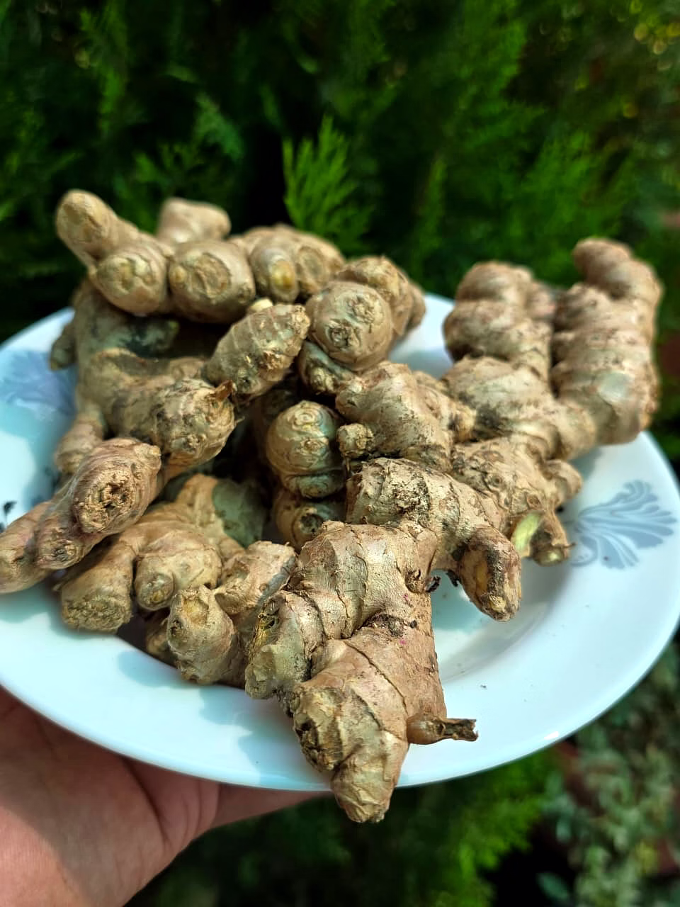 Ginger (dried) image 1