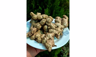 Ginger (dried)