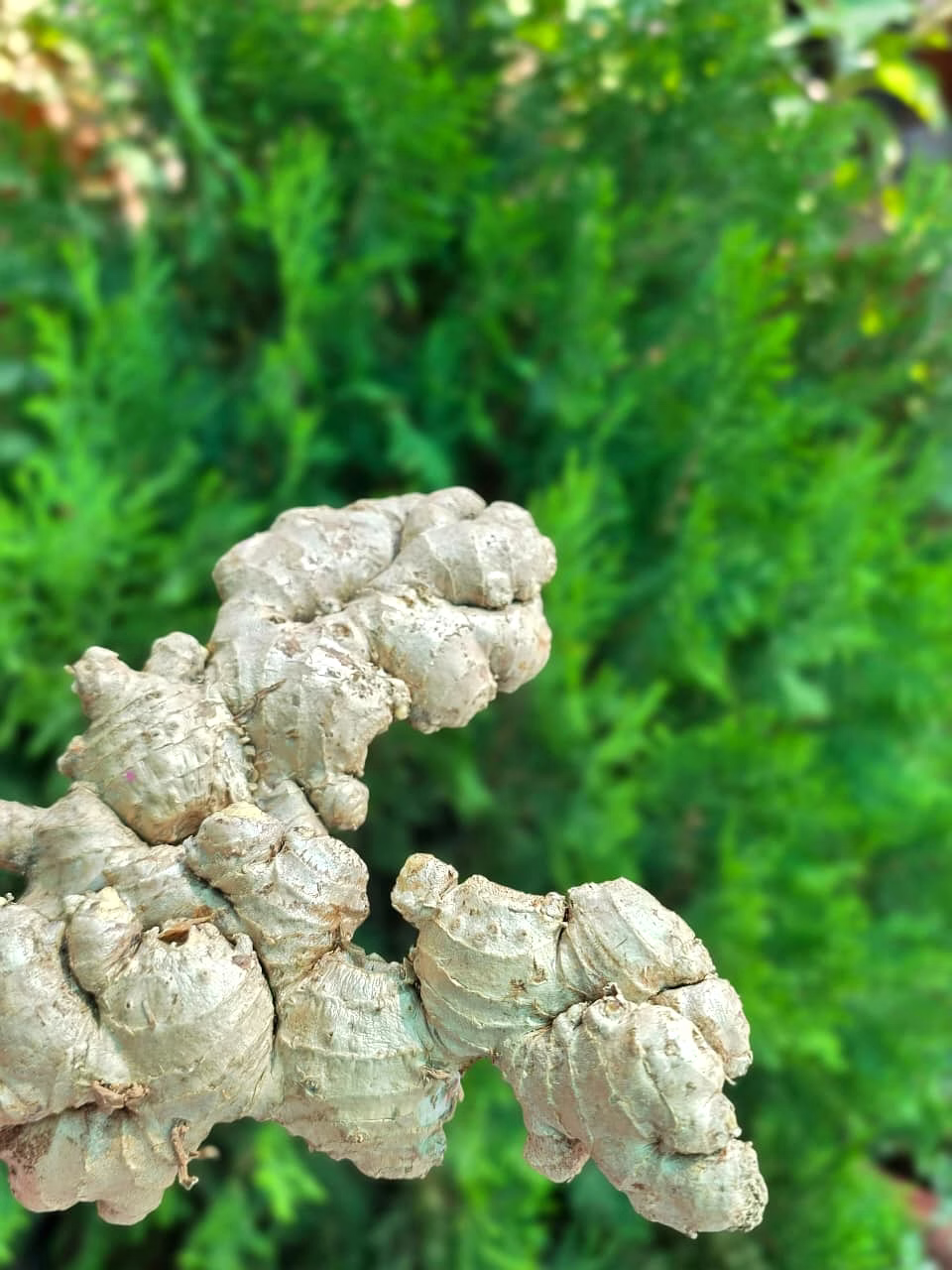 Ginger (dried) image 2